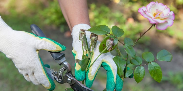 Vous envisagez de devenir jardinier indépendant ?
